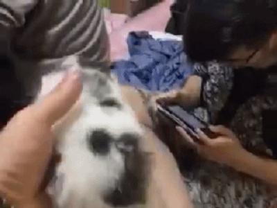 全球罕见足球猫冲上热搜，网友：指定染色！结果......哈哈哈哈