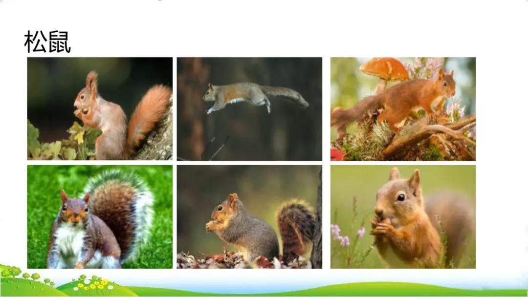 五年级语文第17课松鼠讲解,五年级上册第17课松鼠教材详解