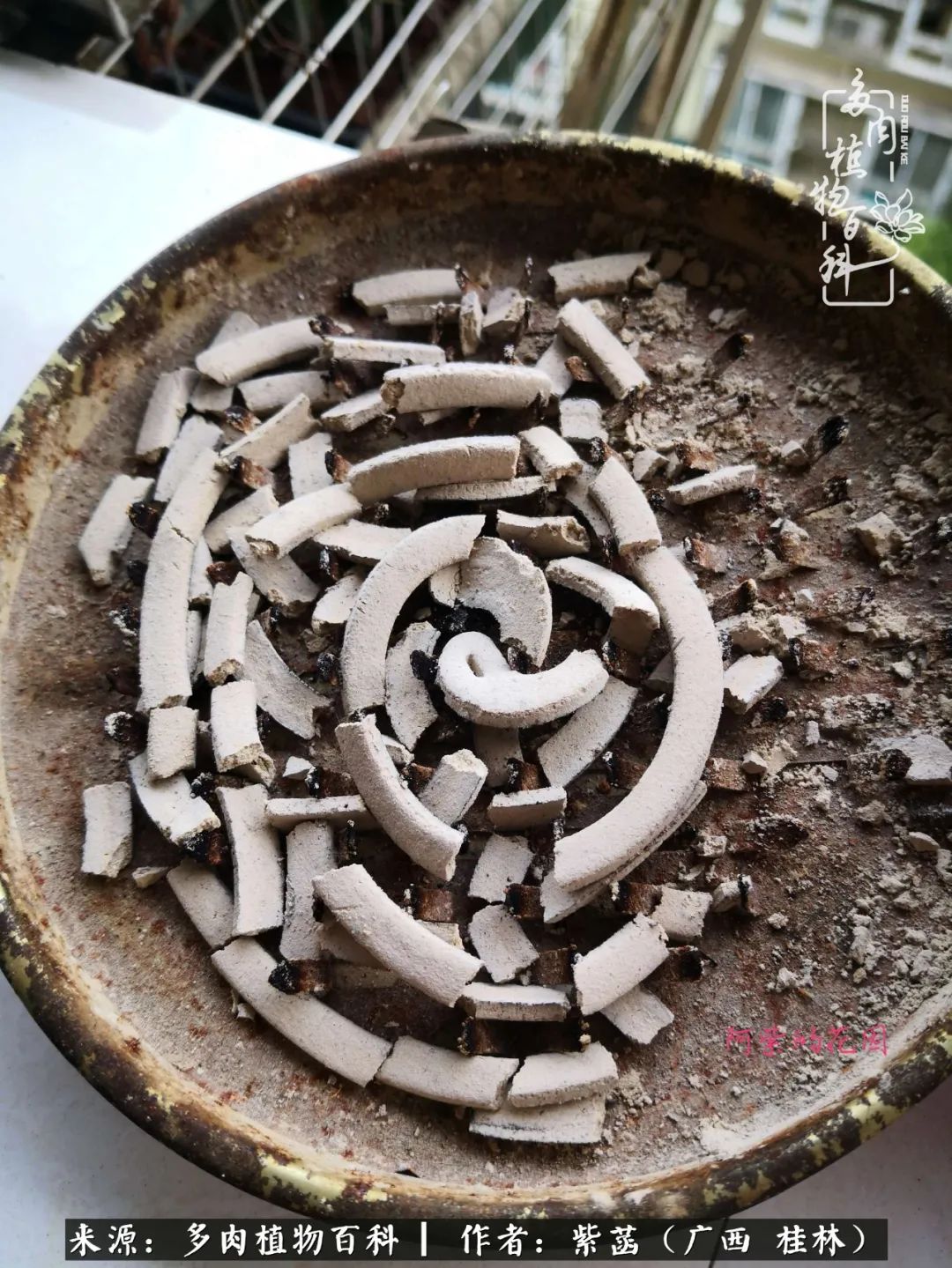 如何在夏天买的多肉度夏,多肉度夏好帮手