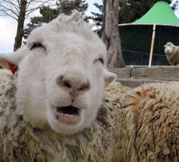 羊总吃塑料布缺什么,羊吃塑料布的症状