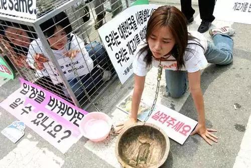 韩国关闭狗肉产业了吗,韩国东大门狗狗市场