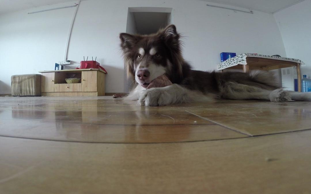 狗狗吃生骨肉风险,狗狗吃骨头咬人怎么调理