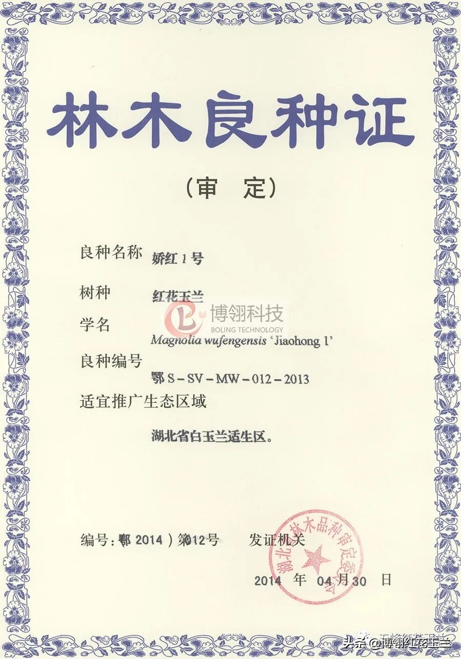 娇红一号玉兰真假识别,娇红一号玉兰和黄鸟玉兰区别