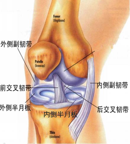 半月板损伤的症状及治疗方法,半月板损伤自测