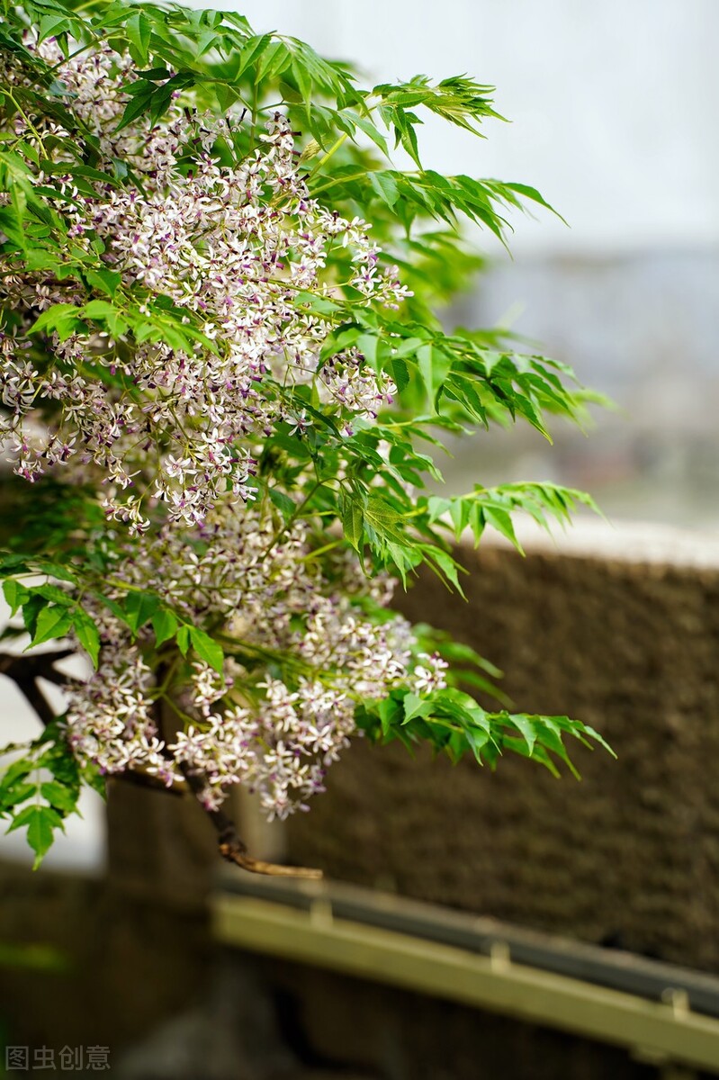 消失的苦楝树为什么很少,苦楝树为什么不长在深山