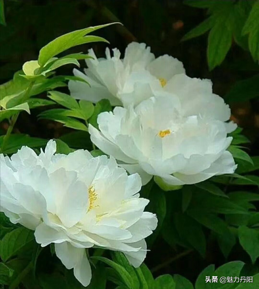 牡丹的一生简单历程文字描述,牡丹的历史和发展