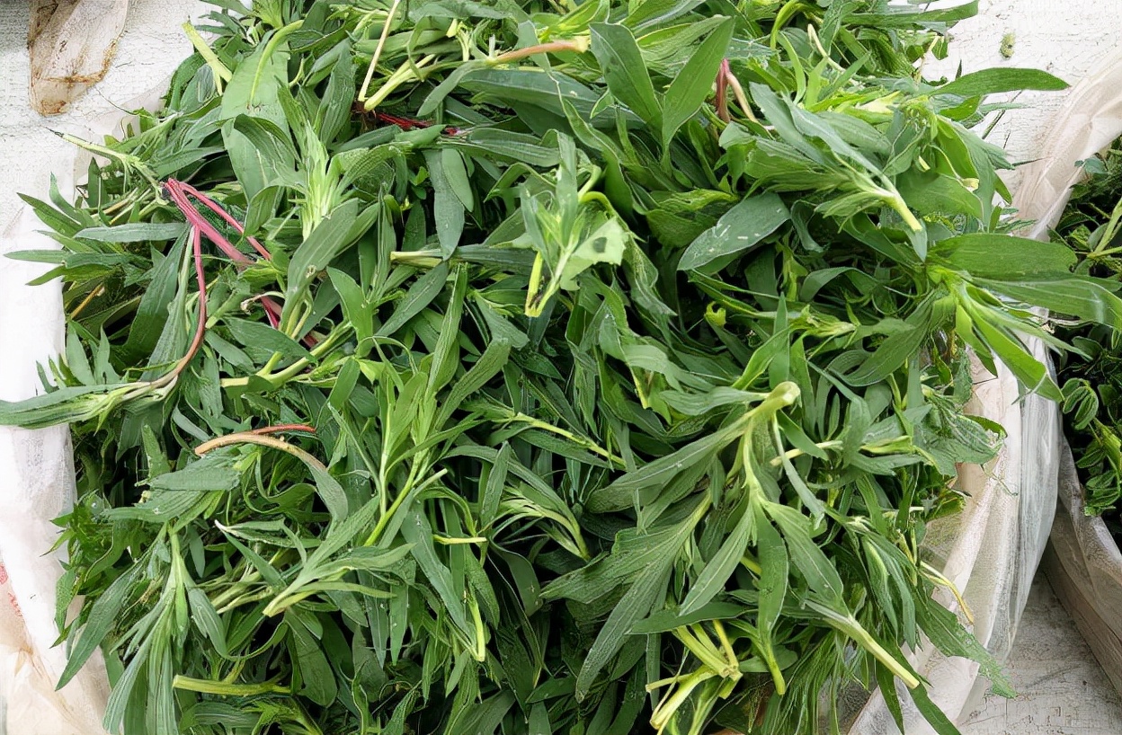 农村常吃的40种野菜你吃过几种呢,这10多种野菜你吃过哪些