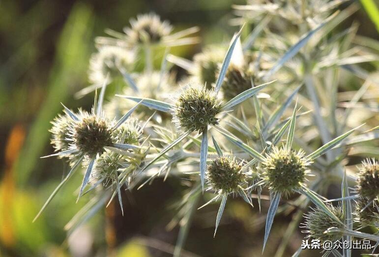 牛蒡含哪些营养成分高一些,牛蒡维生素