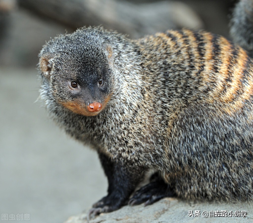 野外遇到毒蛇该如何应对,如何防止毒蛇靠近