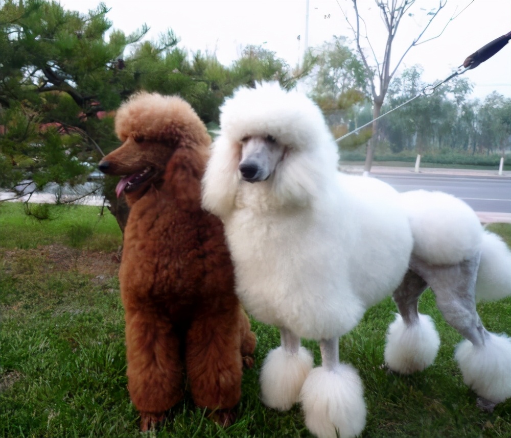 超难遛的几种狗,最适合外出遛的狗