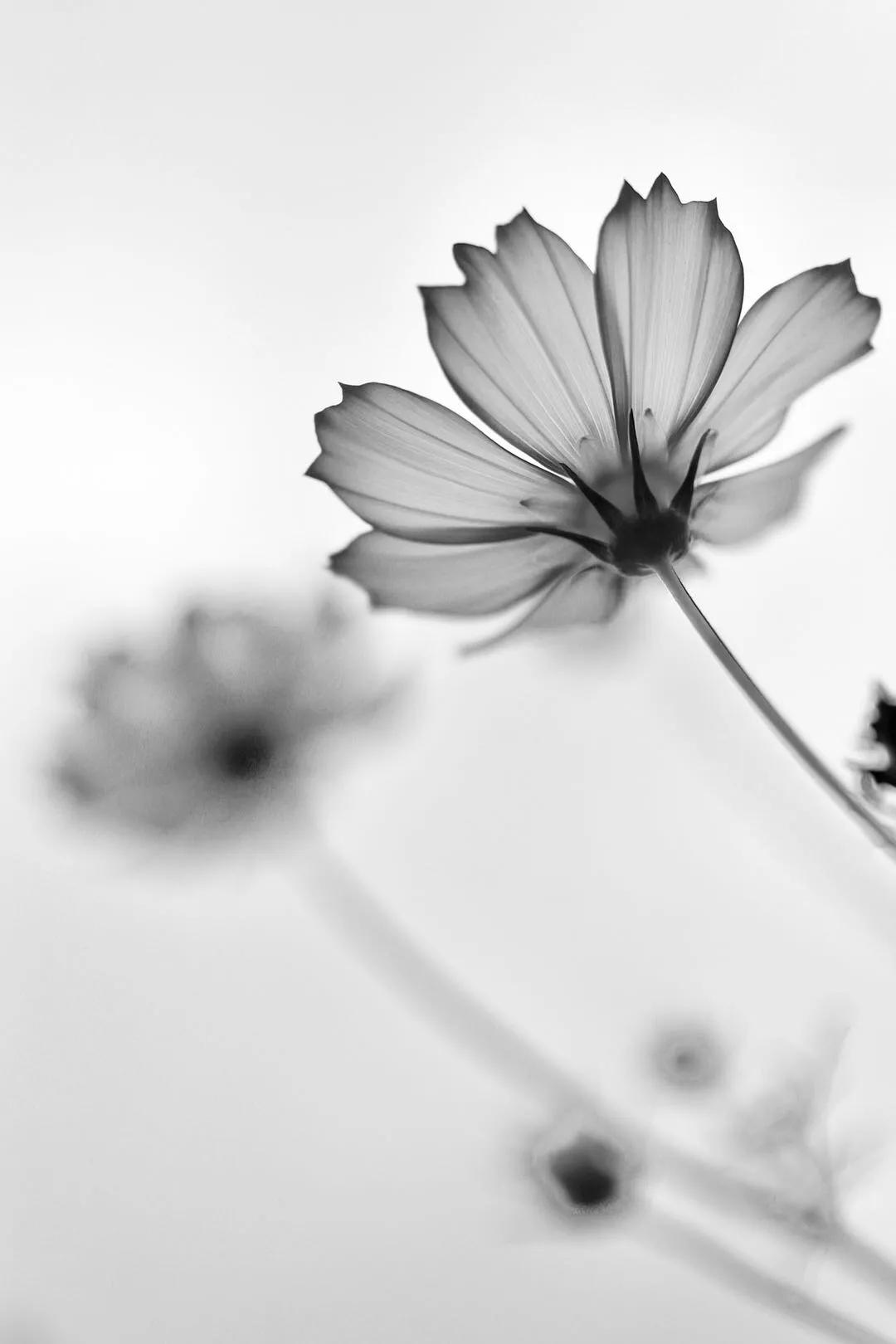 黑白摄影技巧大全,高品质黑白摄影的技法有哪些