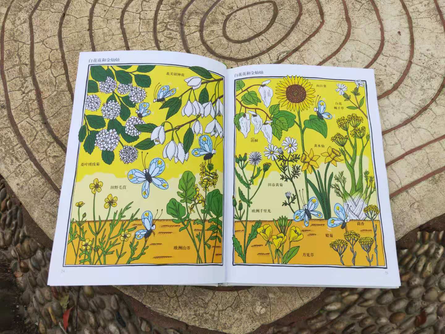 哪些植物有自己的小秘密,植物的朋友圈绘本视频