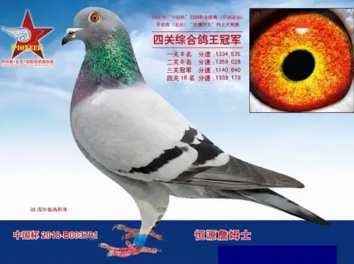 2019年最贵赛鸽成交价,赛鸽百万奖金