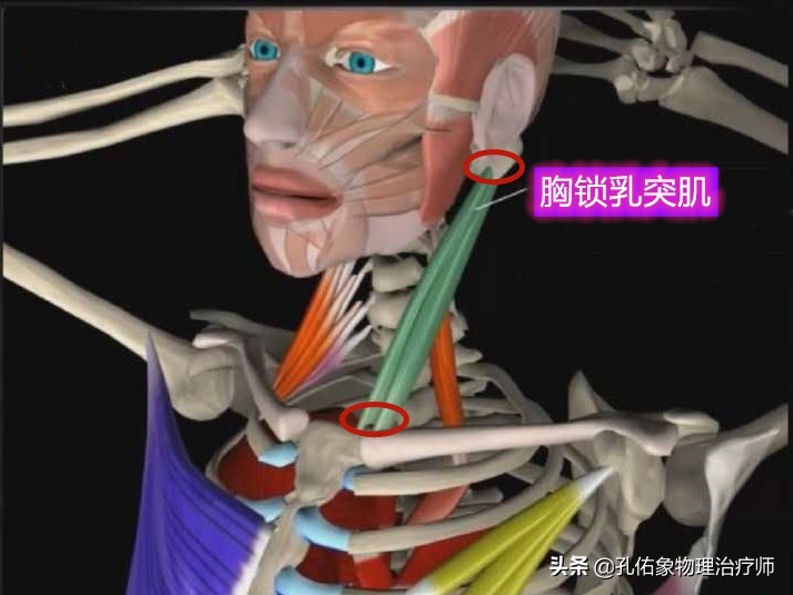 为什么颈部痛,颈肩部疼痛的康复治疗
