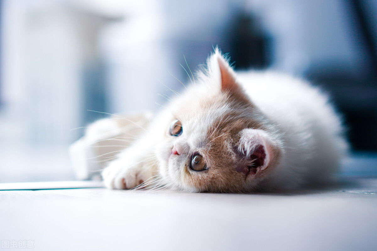 追忆我家那千娇百媚的猫小姐（云樵）