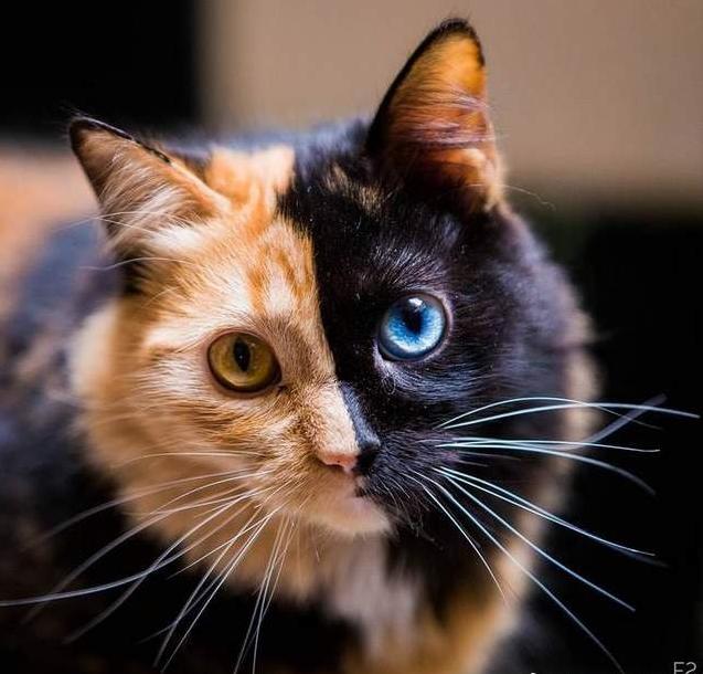 猫咪的眼睛好漂亮,猫咪的眼睛为什么又大又好看