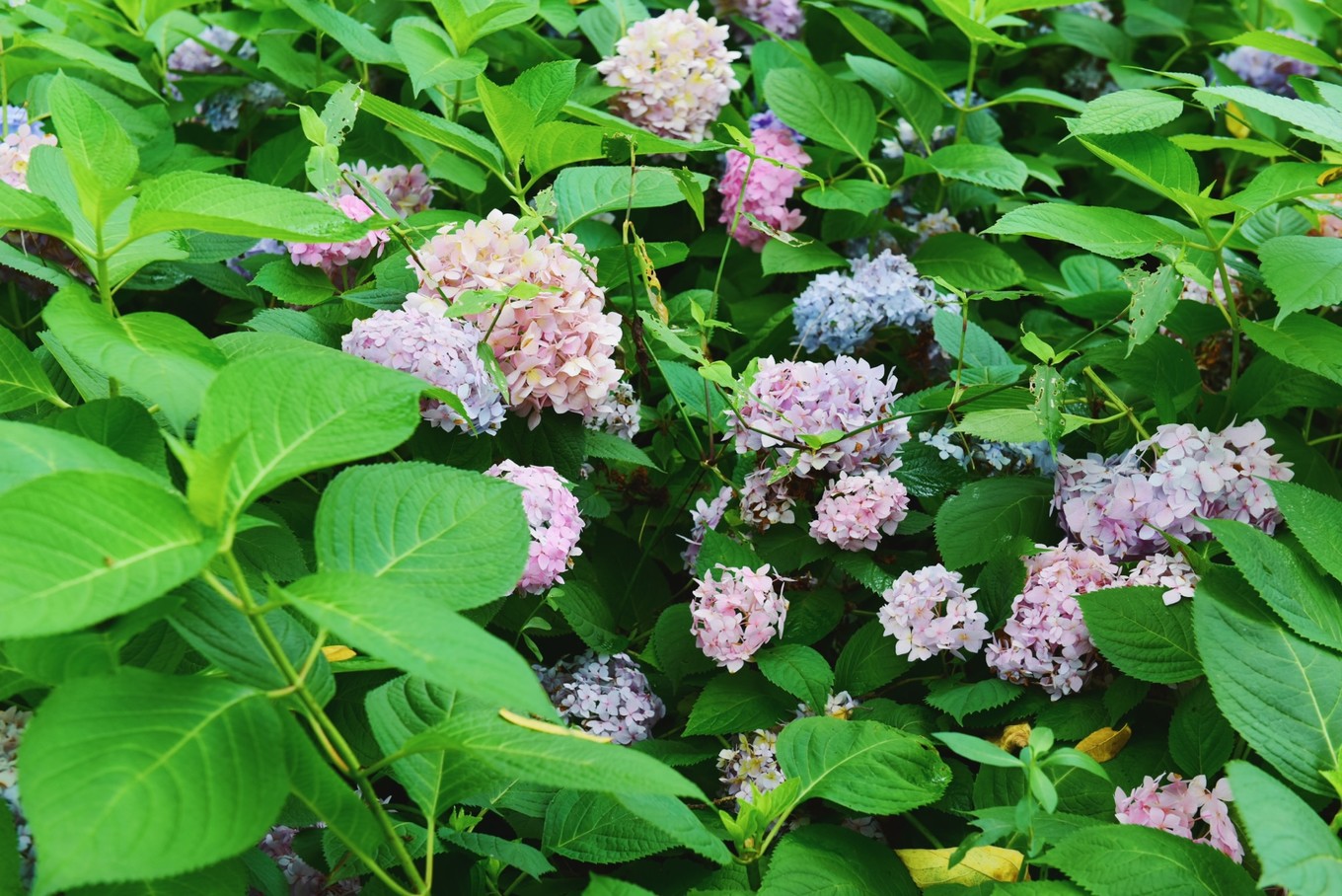 绿色世界花的海洋，在十里芳菲宠爱自己的24小时