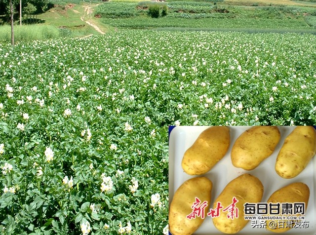 王一航：与农民一起扶犁37年马铃薯育种世界称王