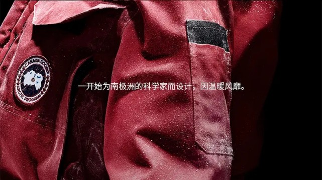 满大街都是加拿大鹅,满街加拿大鹅