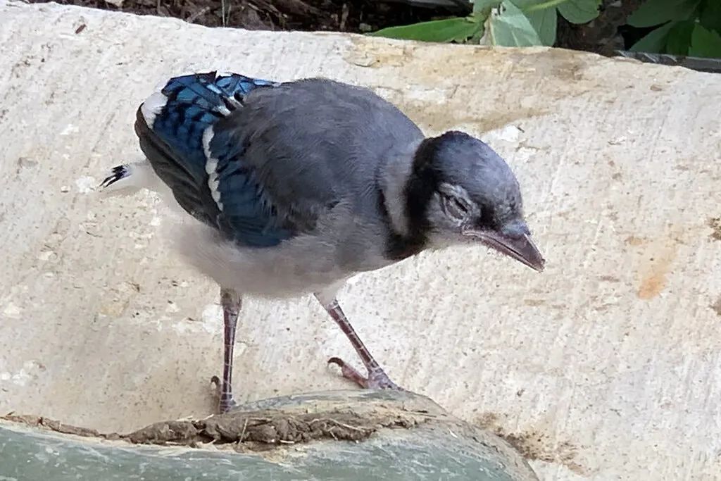 鸟儿大量死亡是否携带什么病毒,美国大量鸟类死亡