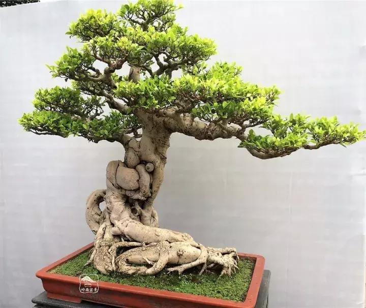 造型极美的盆景一起来欣赏,一组风吹出来的盆景欣赏动感十足