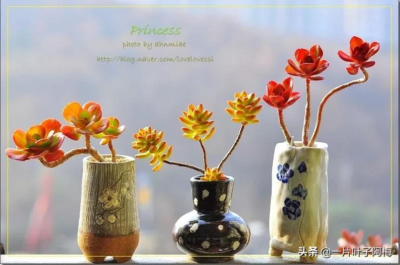 哪些多肉适合养老桩?多肉老桩摆窗台最精致了,看一眼就忘不了