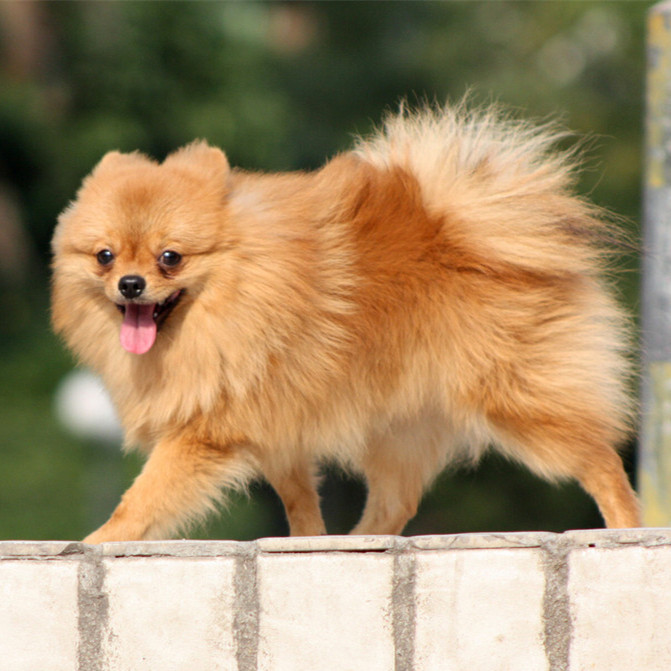 最适合新手养的十大狗狗排行榜,最适合新手养的狗狗十大排行榜