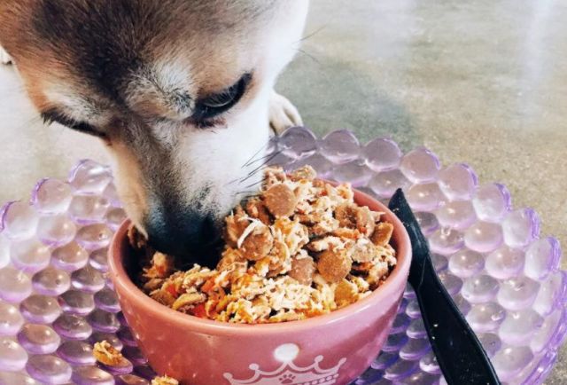 宠物泪痕消管用吗,爱宠的泪痕是怎么回事