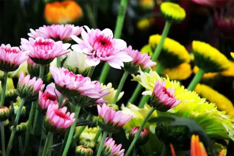 开远有多远,开远是哪