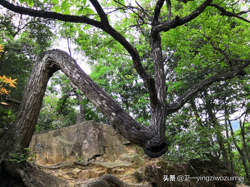 张家界自驾游住宿攻略,张家界森林公园乌龙寨住宿攻略