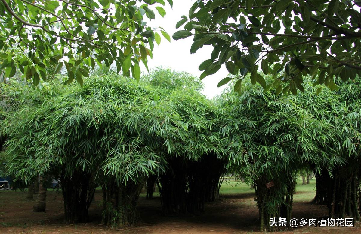 佛肚竹叶子发黄枯萎,佛肚竹怎么养才能枝繁叶茂