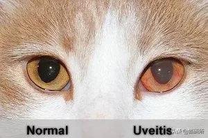 猫咪眼睛异常,猫咪眼睛有问题视频