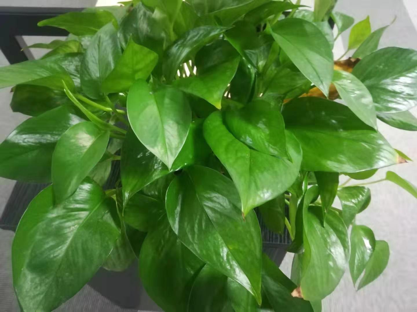 水培的绿萝一片叶子怎么发新芽,水培绿萝里面放一根生锈的钉子