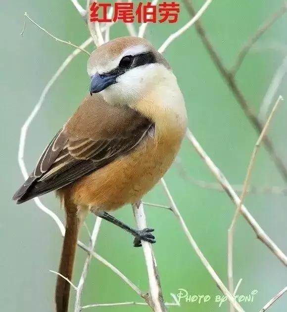 伯劳鸟饲养,没睁眼的伯劳怎样饲养