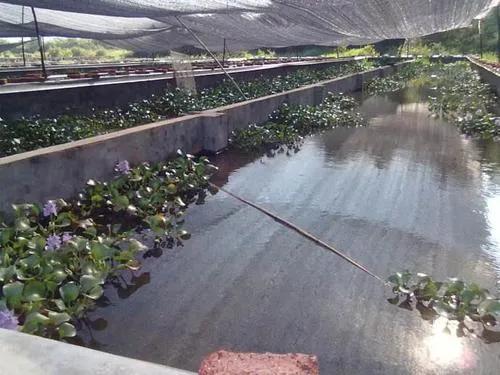 养殖水蛭的骗局有哪些手段,水蛭养殖真的很挣钱吗