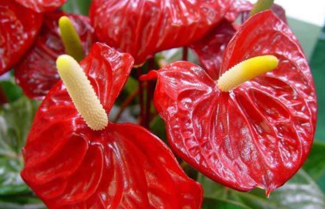 冬季红掌怎样养红掌最怕什么,养护红掌要注意什么