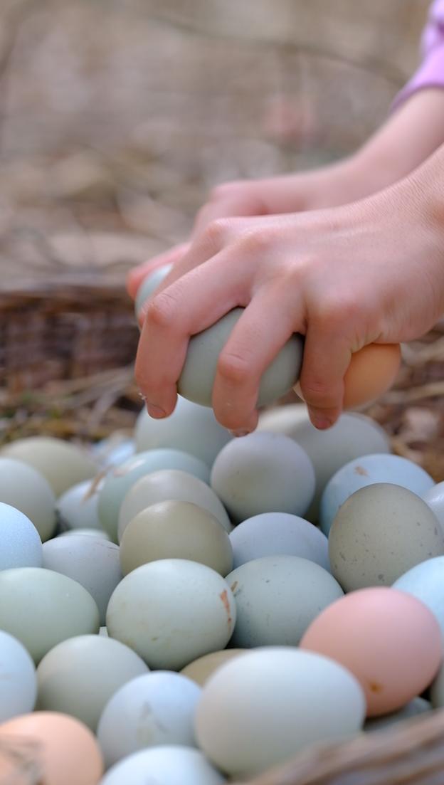 卖完公鸡留母鸡生蛋,不按斤按盒卖70-100块,居然收入千万