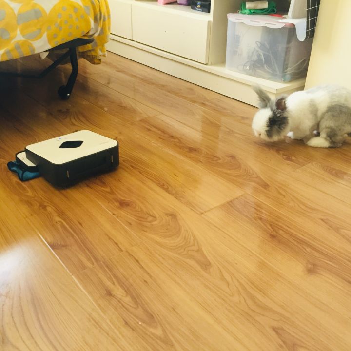 宠物知道主人爱它吗,你的宠物真的爱你吗