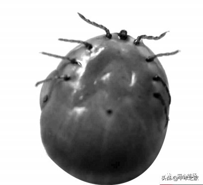 羊耳朵上有蜱虫怎么办,羊身上的蜱虫跑到人身上怎么消灭