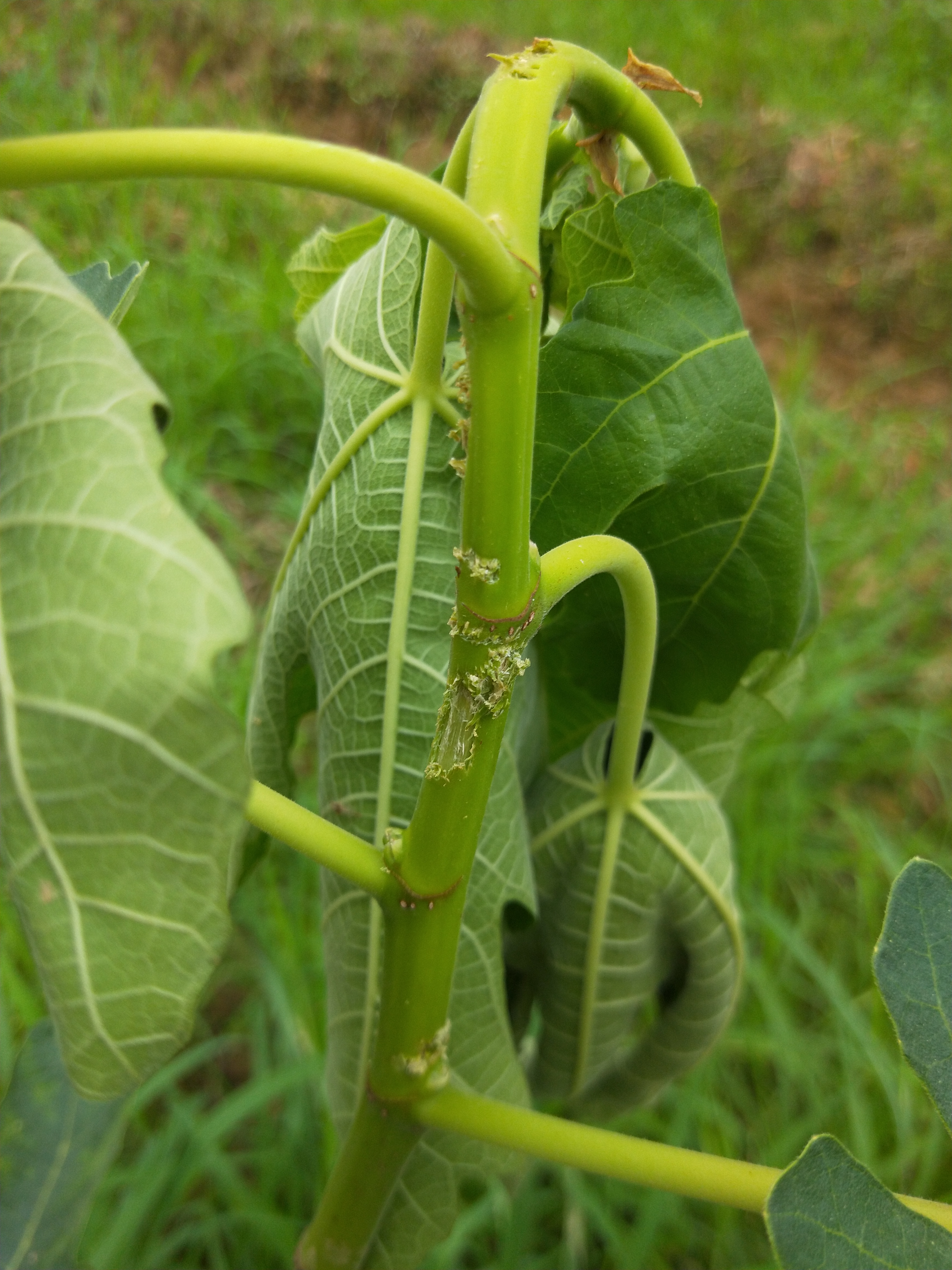 天牛幼虫在无花果树里面活多久,无花果上的天牛是几月份会有的