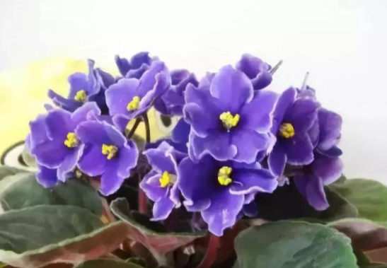 花突然蔫了？你家装修污染可能出问题了！