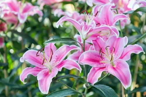 百合花花期后怎么养护来年再出芽,百合花怎么养护多长时间能开花