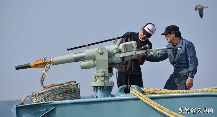 日本人为什么不放弃吃鲸鱼,日本捕鲸为什么不吃鲸肉