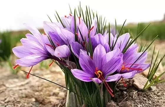 世界上最昂贵的花一朵价值1500万,世界上最高贵的花典雅图文