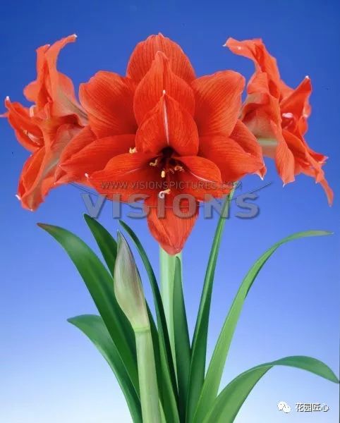 朱顶红为什么老是烂球,怎么才能让朱顶红不生小球