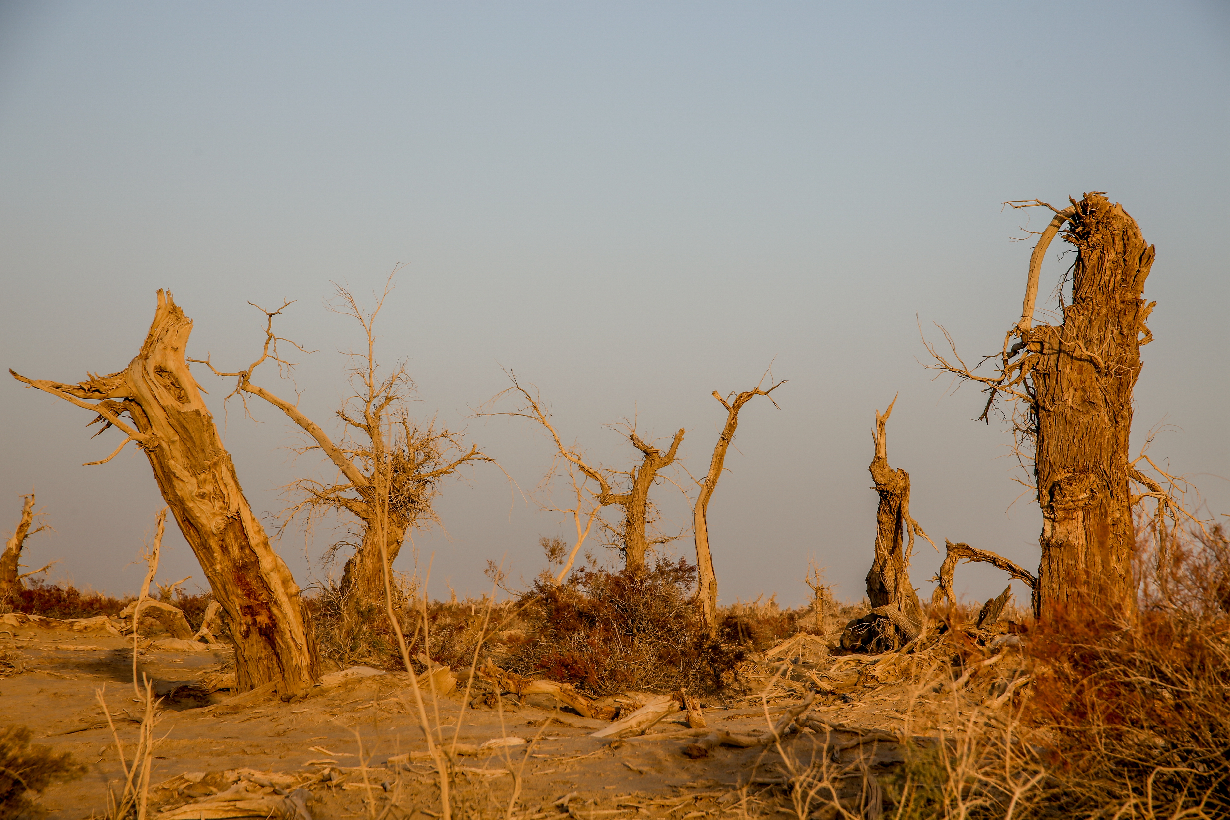 沙雅冬天的胡杨,沙雅胡杨秋天