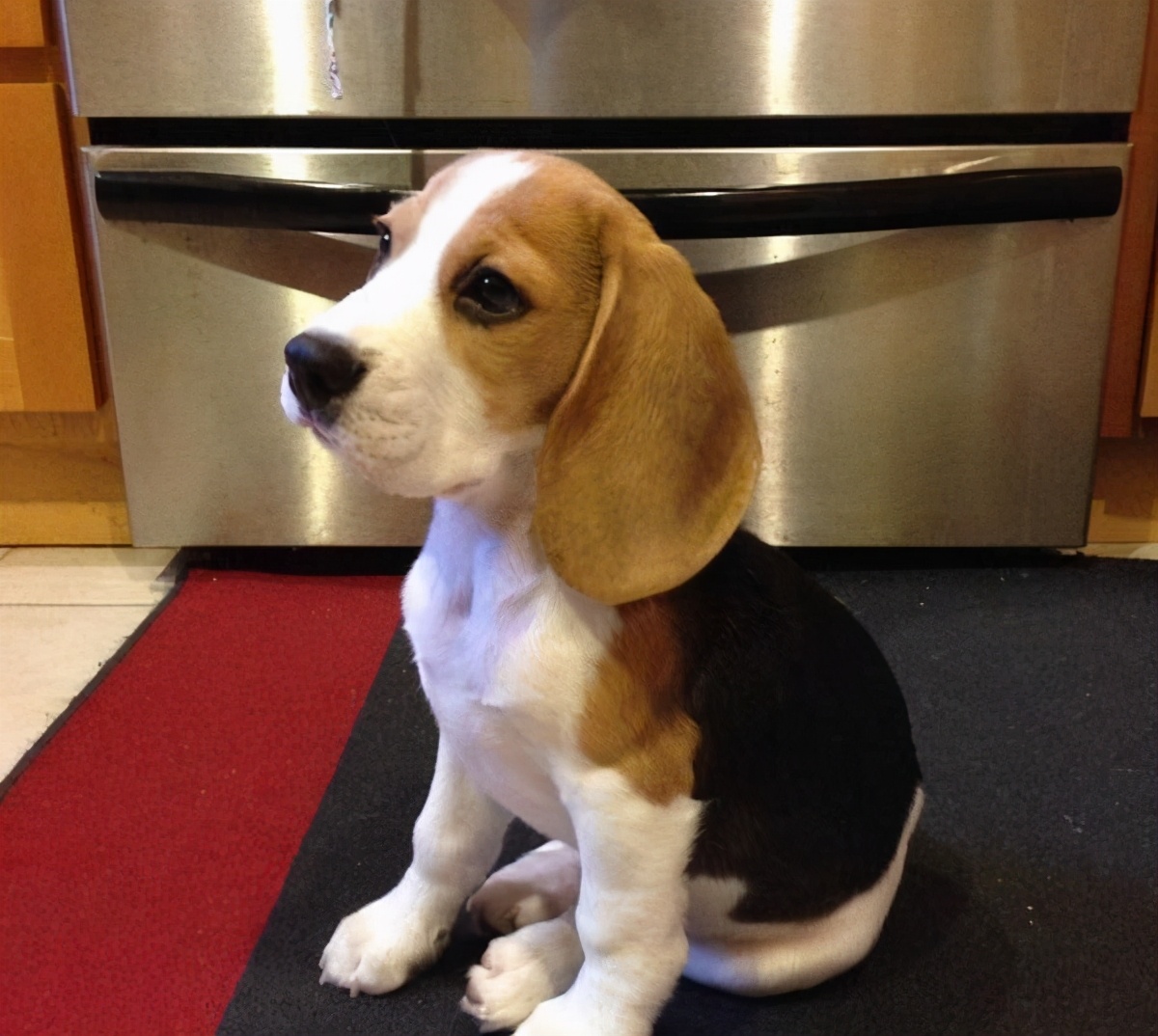 这几种狗狗千万别养,养这几种狗狗非富即贵