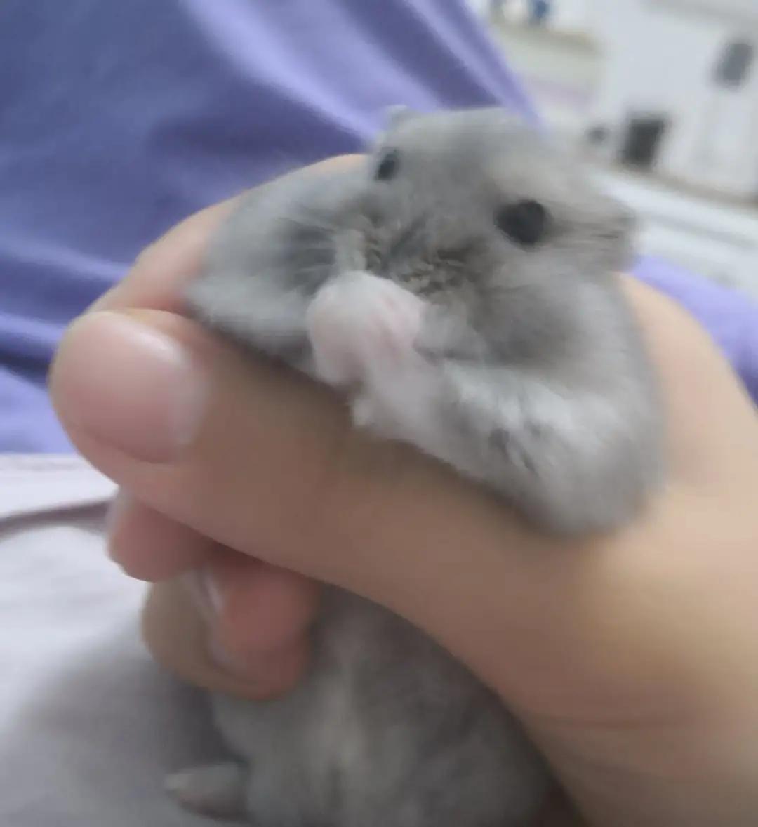 养仓鼠的必备品,养仓鼠的必备品有什么