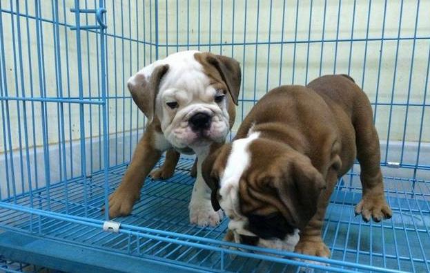 英国斗牛犬怎么养合适,英国斗牛犬如何喂养预防皮肤病