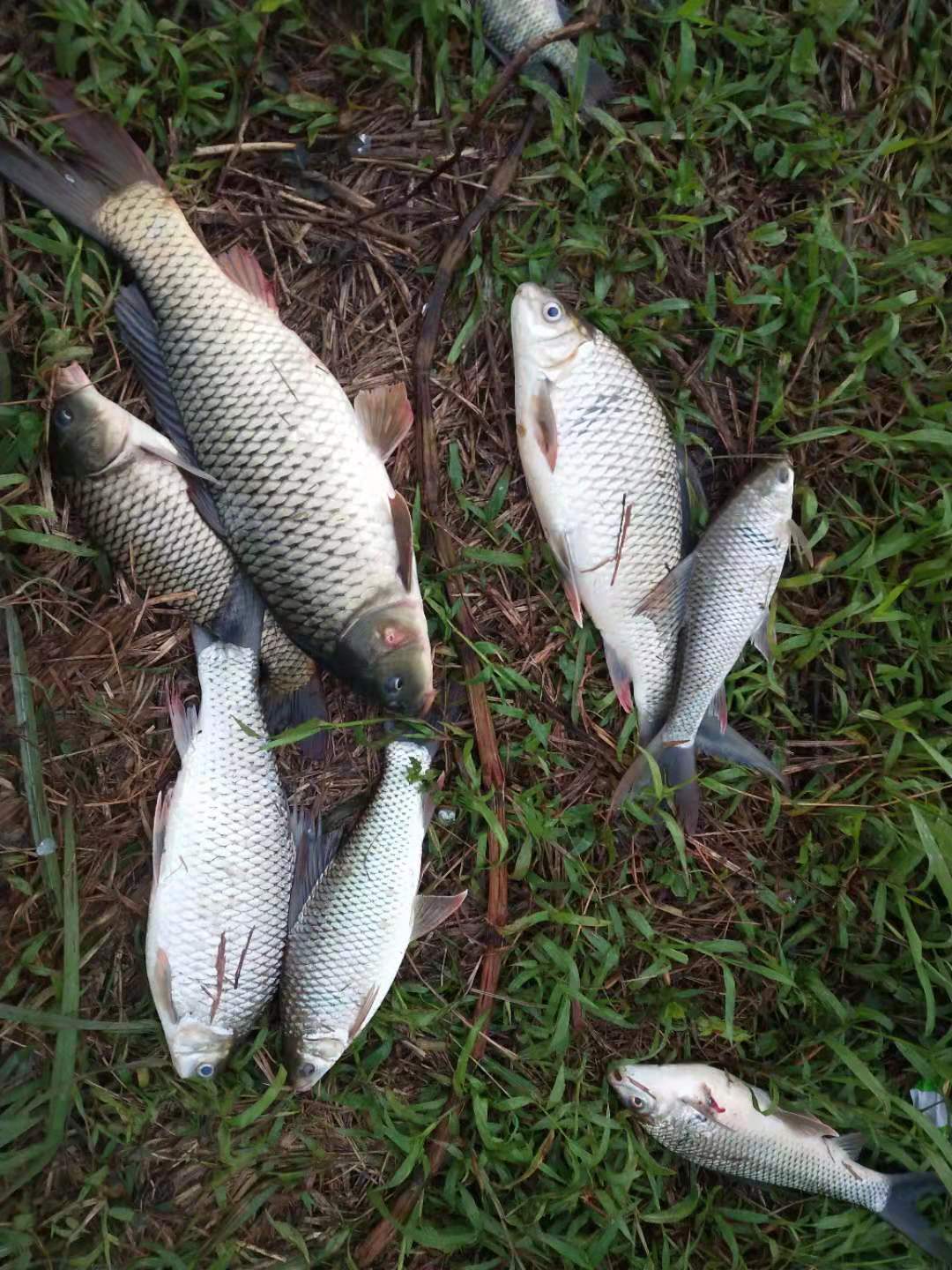 广西地区野钓鲮鱼饵料配方,大江野钓鲮鱼饵料配方
